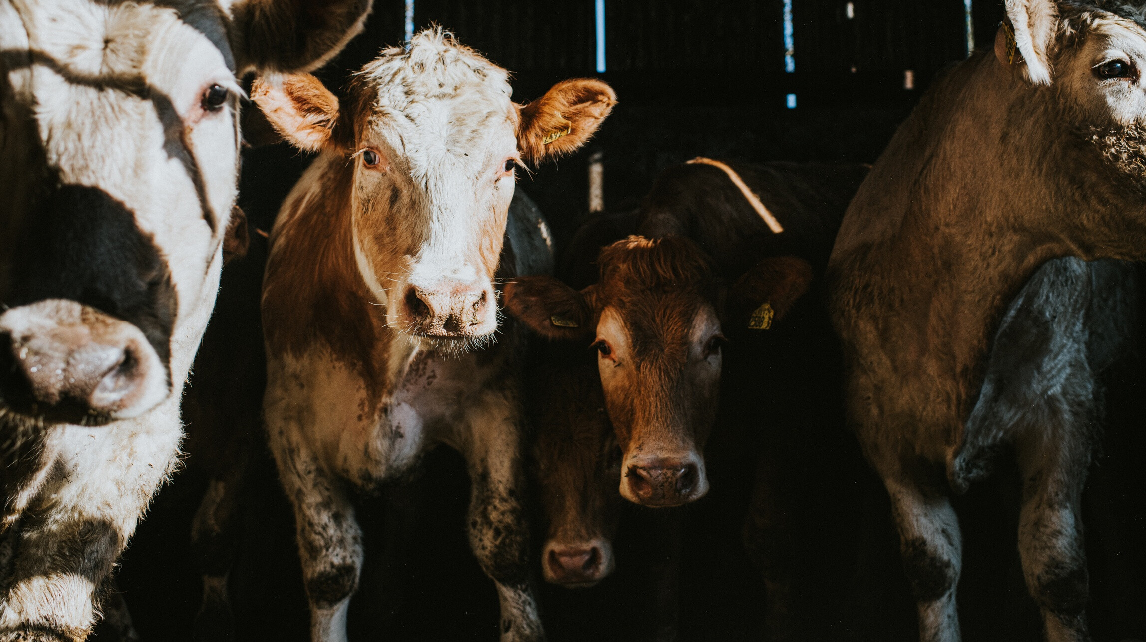 Újabb lépfenés esetet jelentettek Békés megyéből