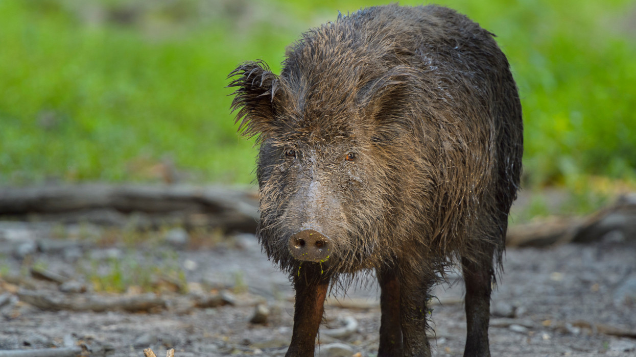 Meglepő hírek érkeztek: nem vár eredménye lett a spanyol vizsgálatoknak