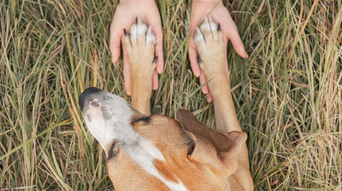 Mit jelent, ha a kutyád felteszi a mancsát rád? 6 különböző szándék ugyanazzal a mozdulattal